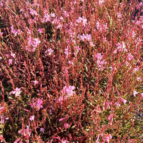 gaura