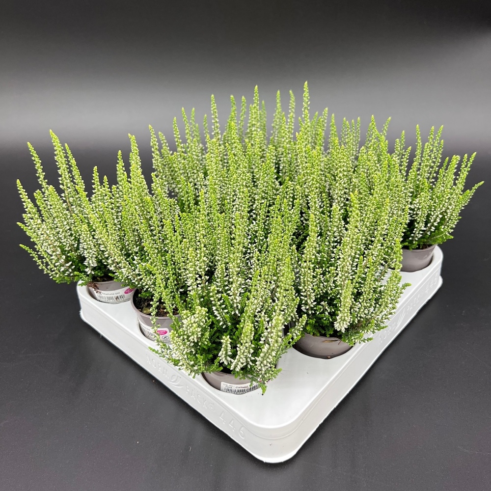 Calluna vulgaris garden girls