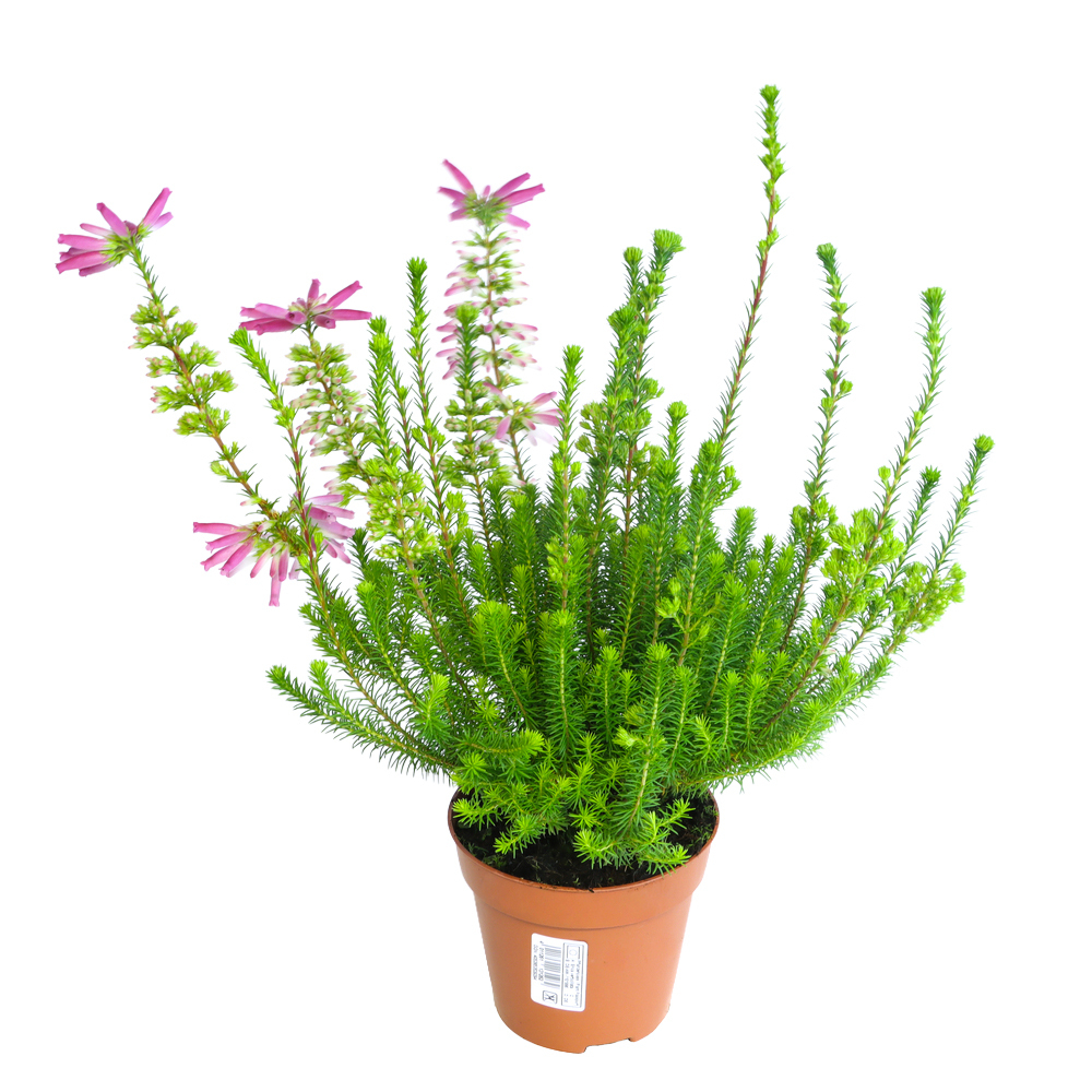 Erica verticillata