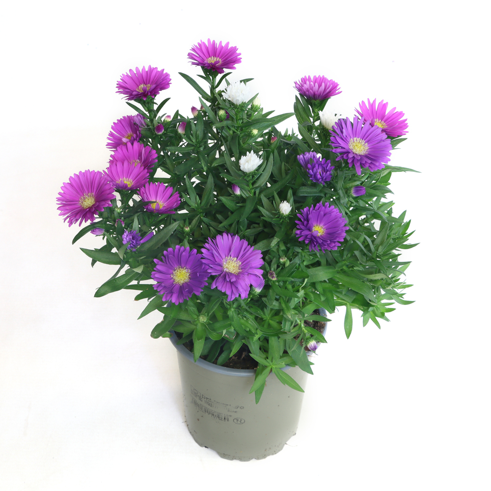 Aster novi-belgii magic trio