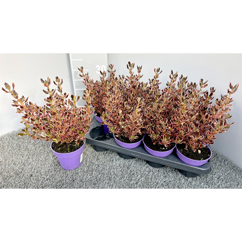 Coprosma repens eclipse
