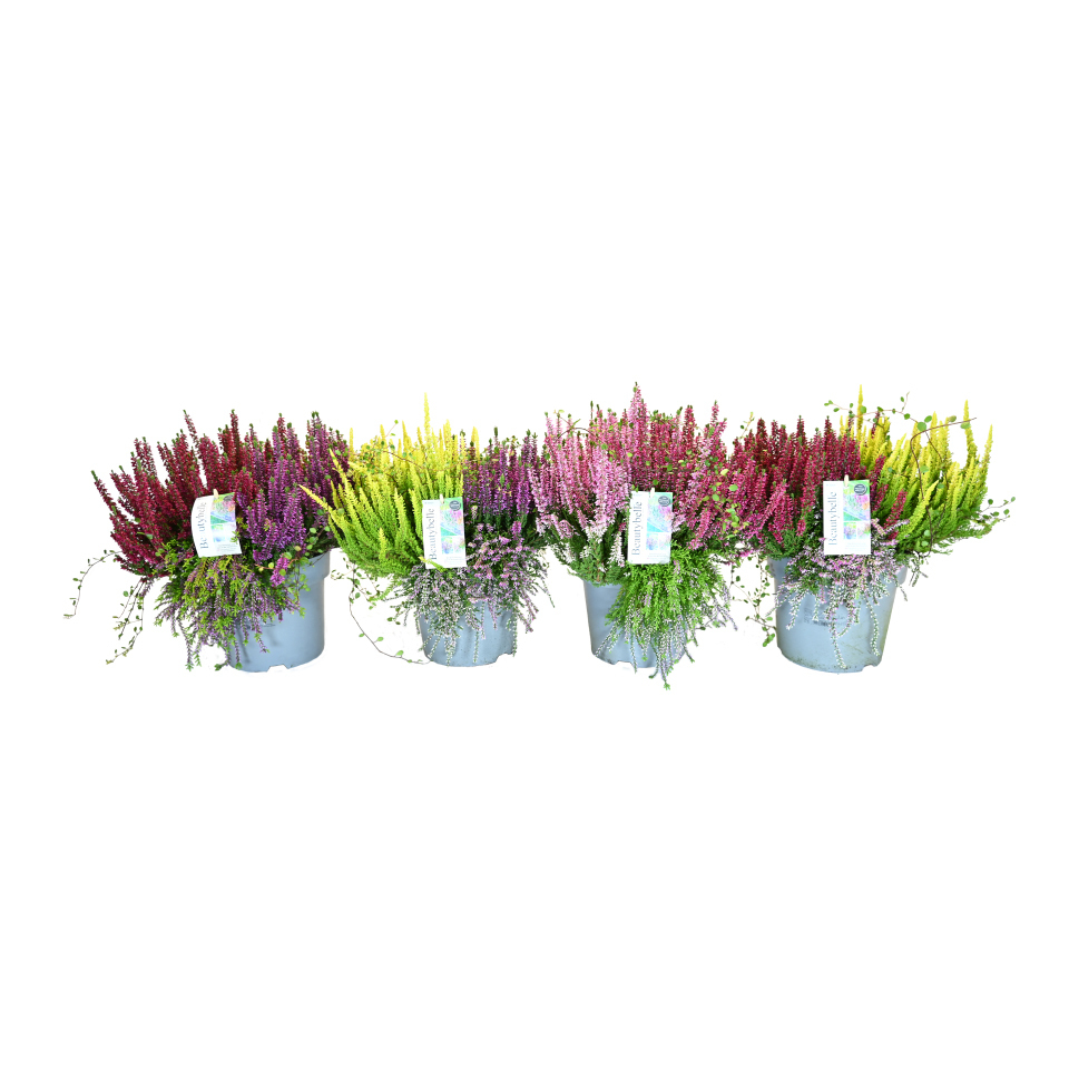 Calluna vulgaris beauty ladies beautybelle