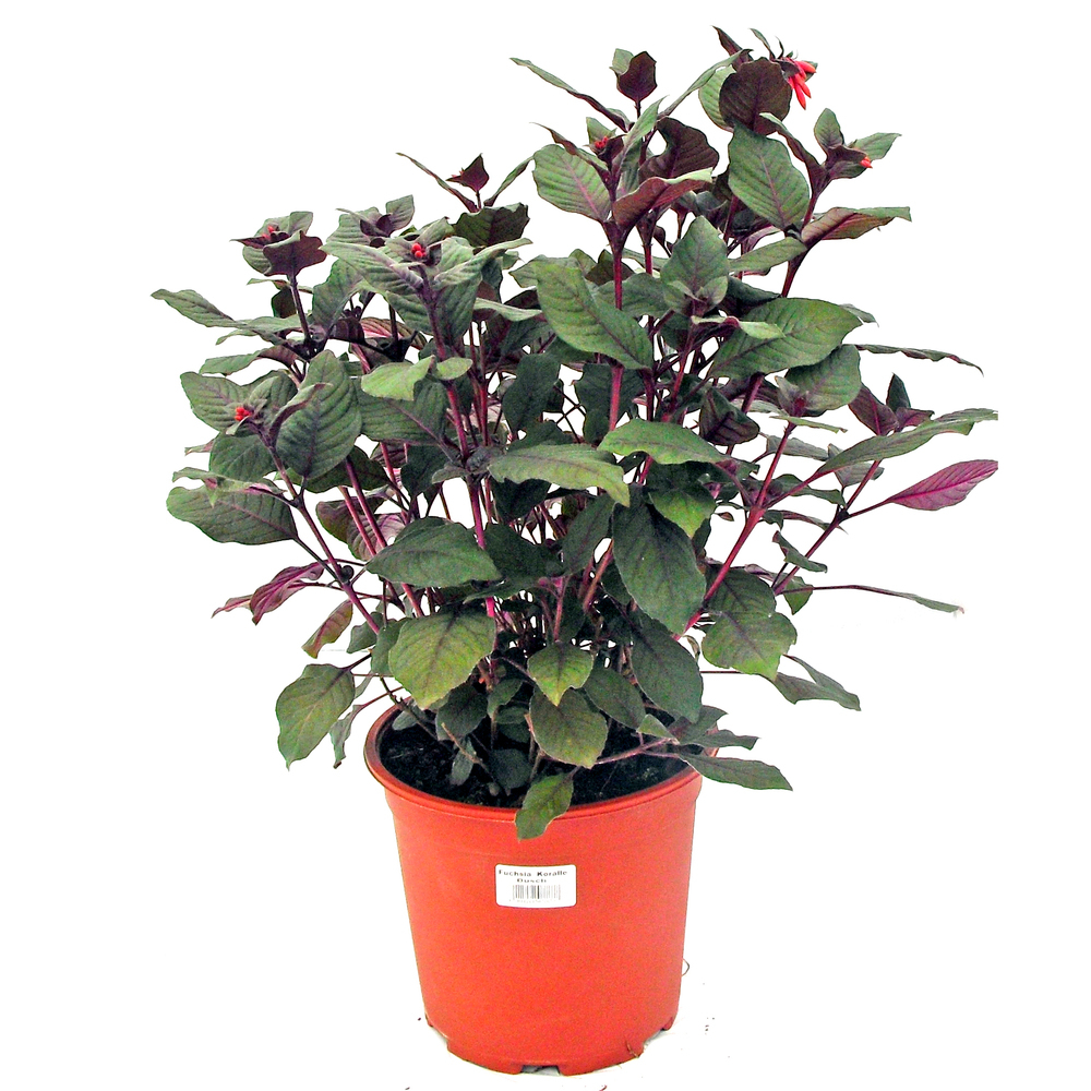 Fuchsia triphylla koralle