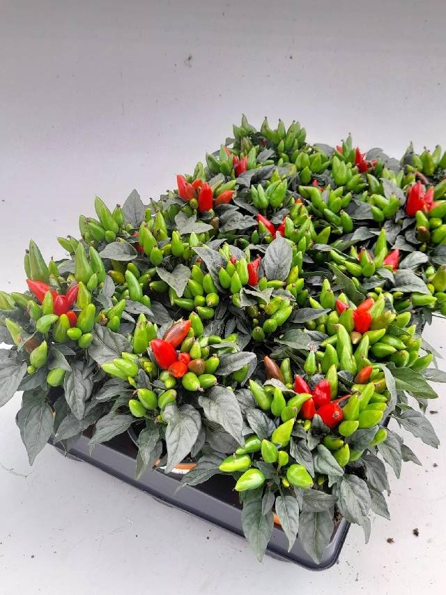 capsicum