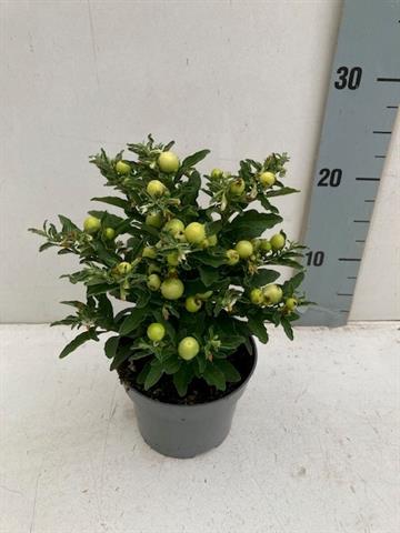 solanum