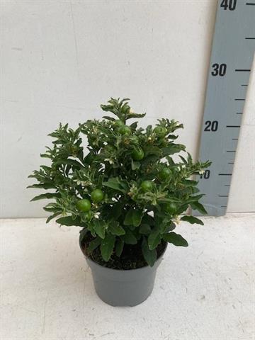 solanum