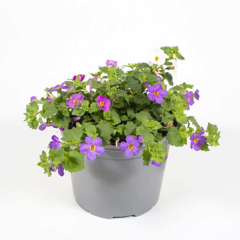 Sutera diffusa bacopa trio