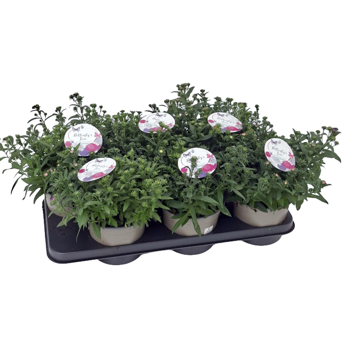 Aster novi-belgii butterflys love quattro