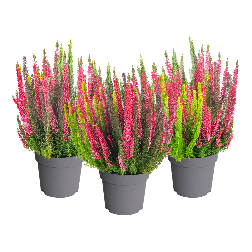 Calluna vulgaris beauty ladies colorado lights