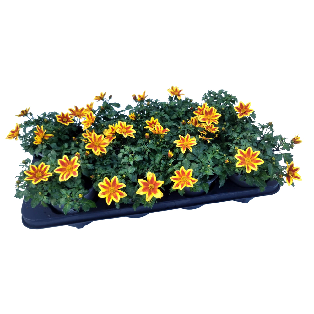 Bidens ferulifolia blazing star