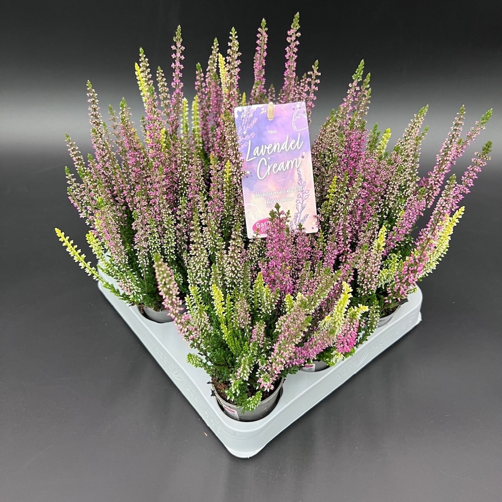 Calluna vulgaris garden girls trio lavendel cream