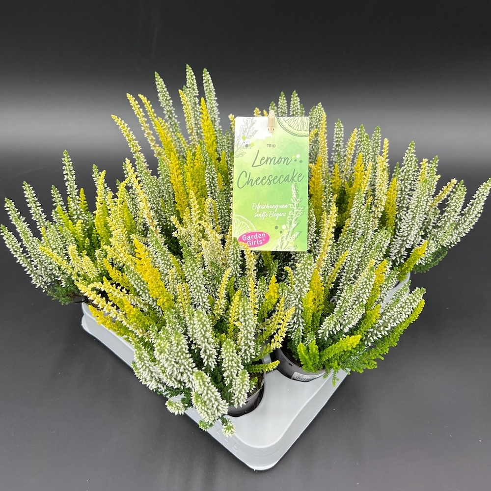Calluna vulgaris garden girls trio lemon cheesecak