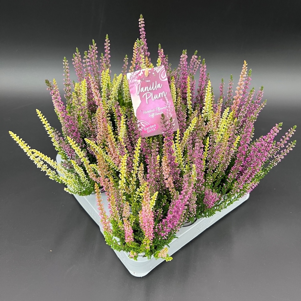 Calluna vulgaris garden girls trio vanilla plum
