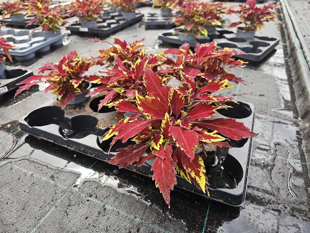 coleus