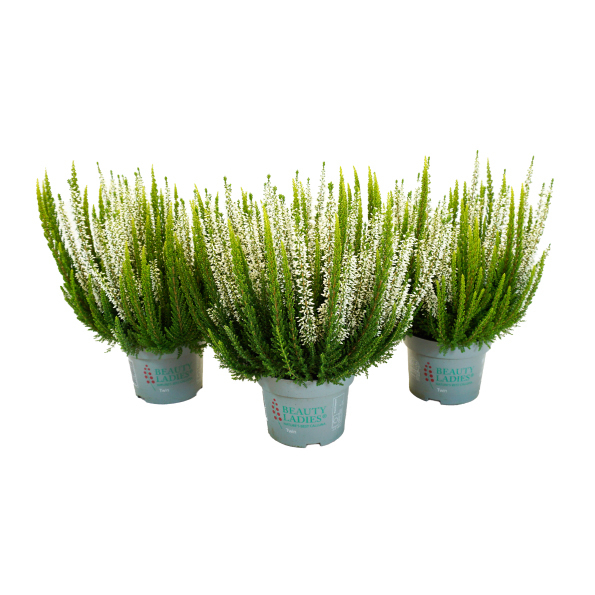 Calluna vulgaris beauty ladies skywhite