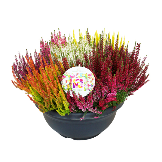 Calluna vulgaris beauty ladies mosaica