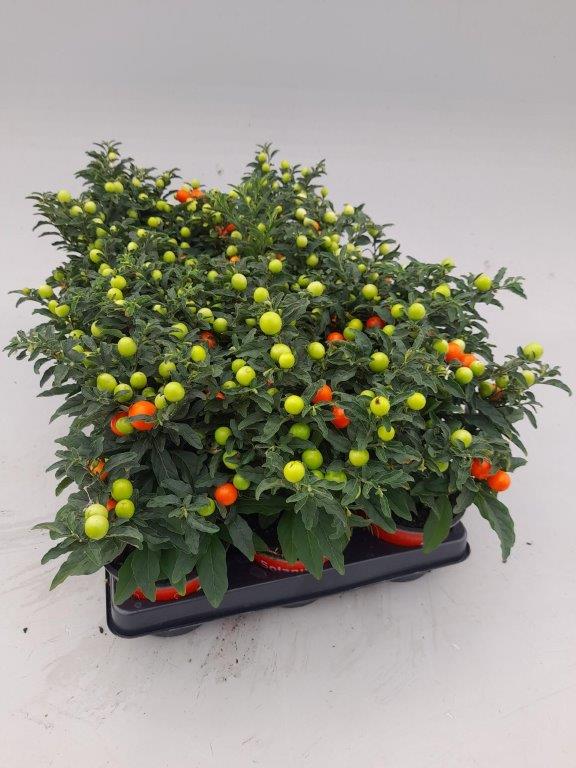 solanum