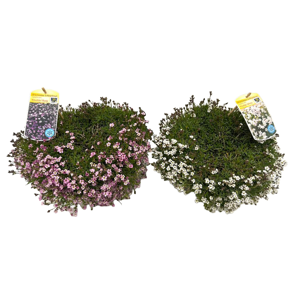 Gypsophila repens knuddel