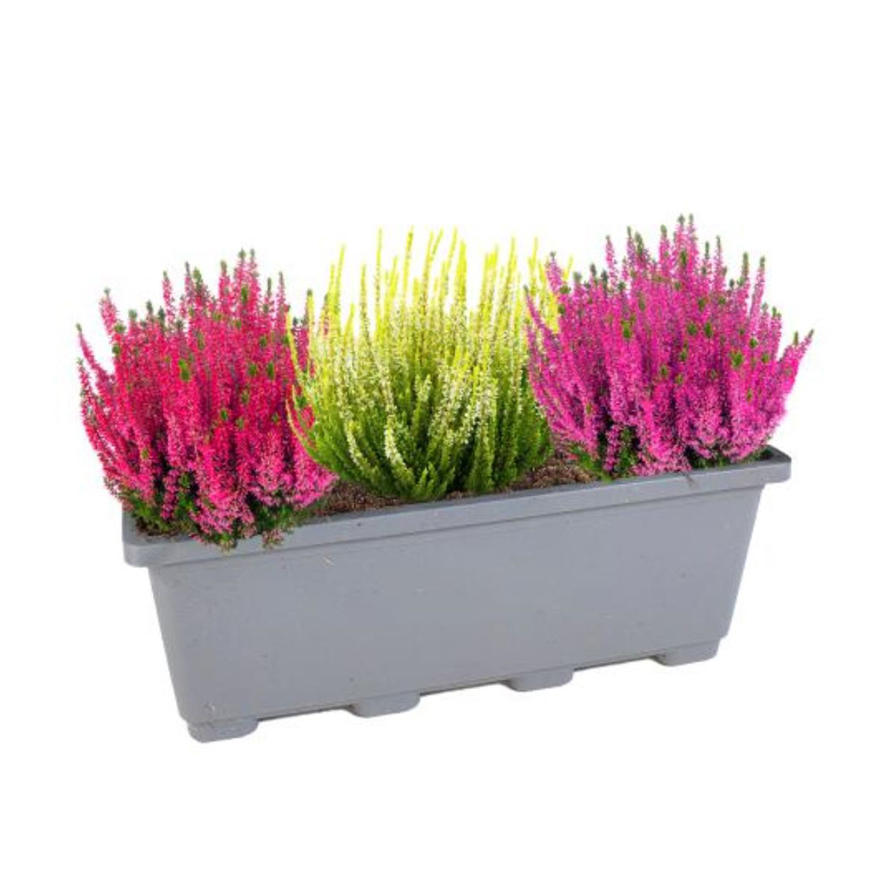 Calluna vulgaris beauty ladies trio starlight