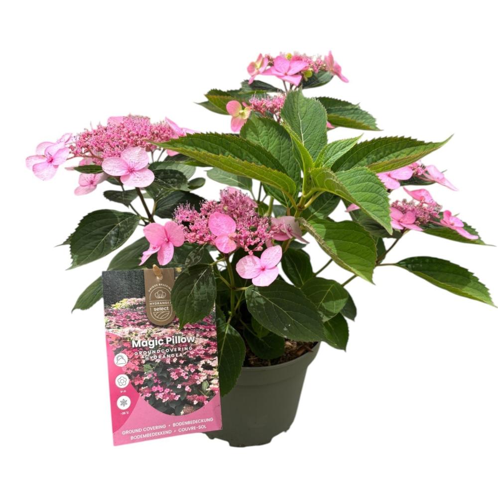 hydrangea