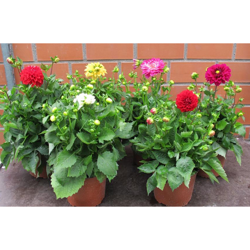 Dahlia coccinea dalina