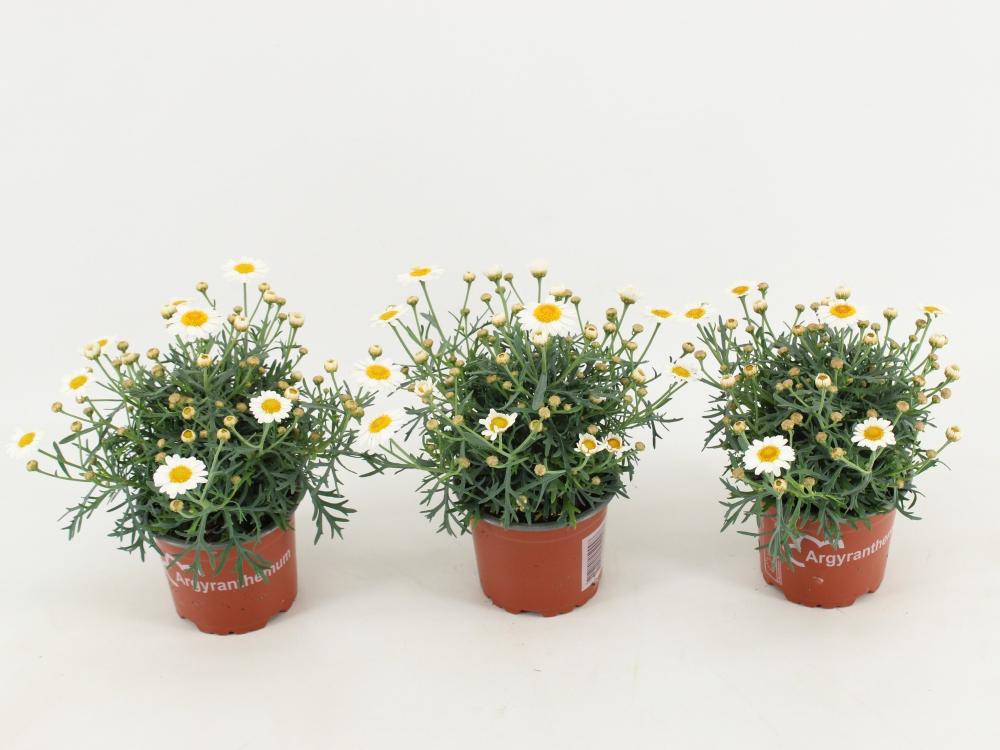 argyranthemum frut.  (anthemis)