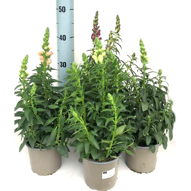 Antirrhinum majus sonnet