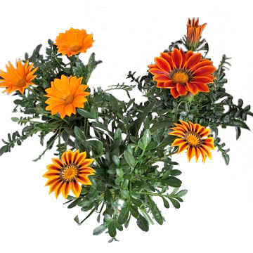 Gazania