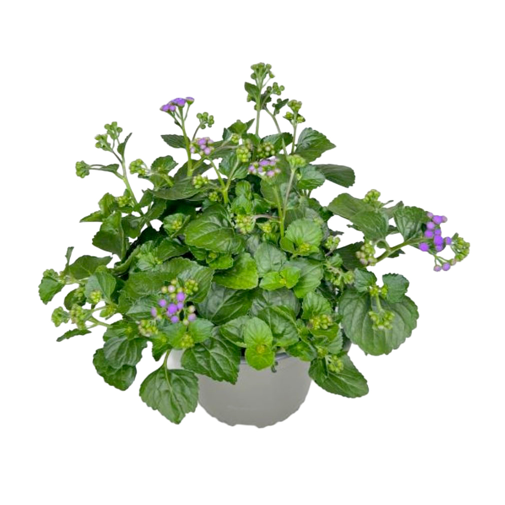 Ageratum houstonianum monarch magic