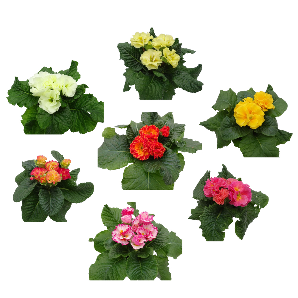 Primula acaulis elodie surprise