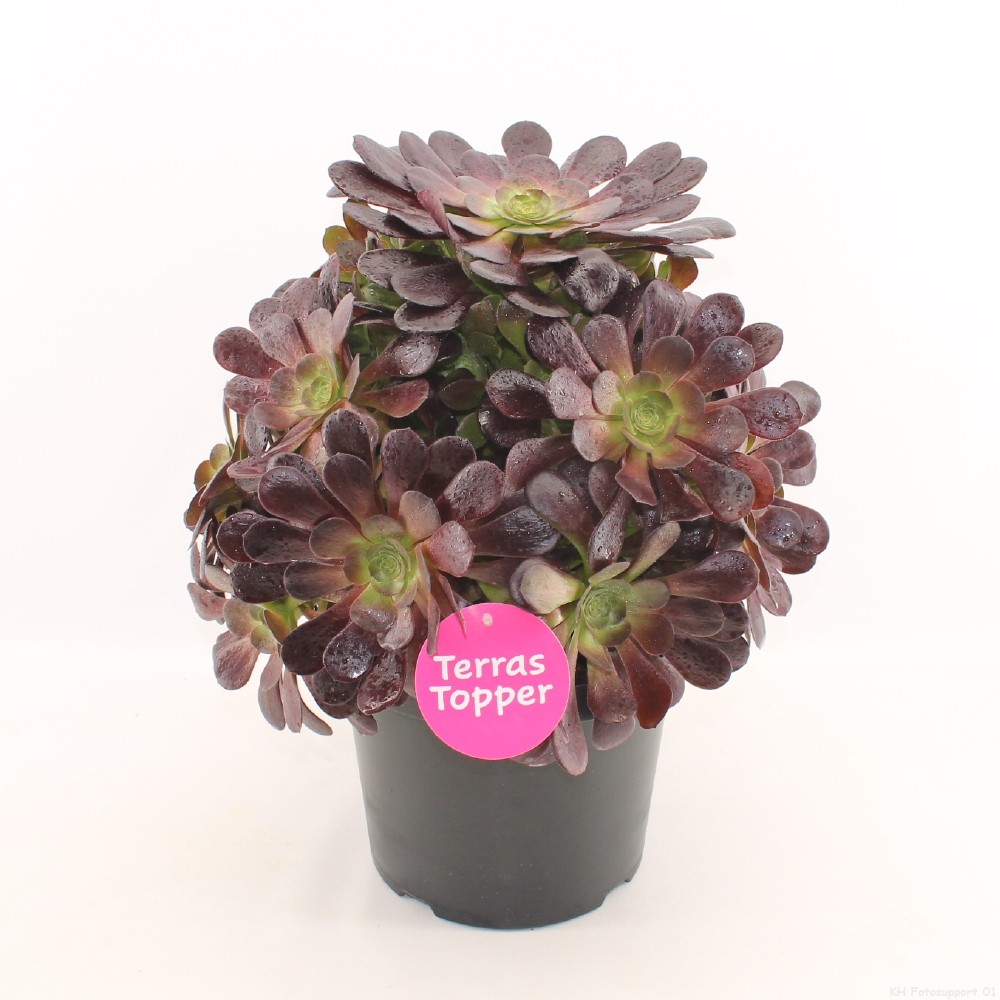 Aeonium