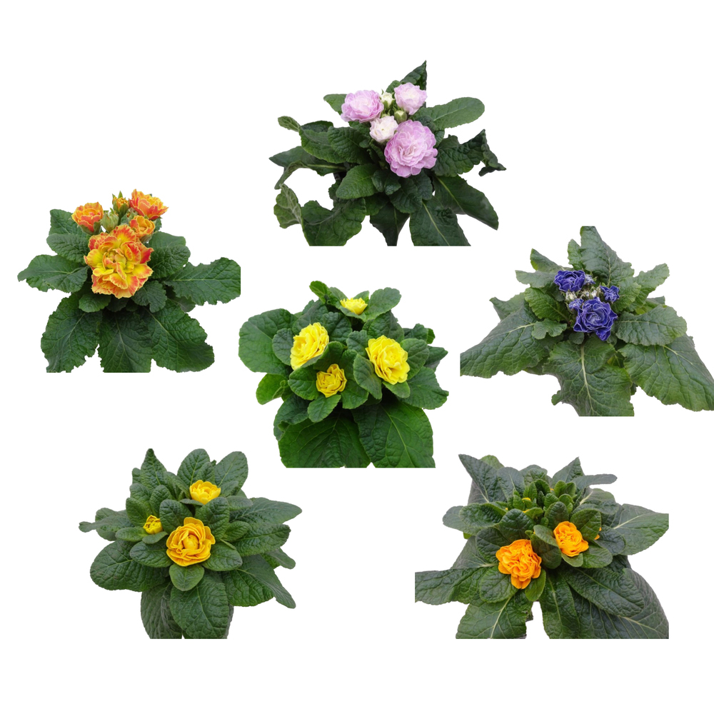 Primula vulgaris belarina