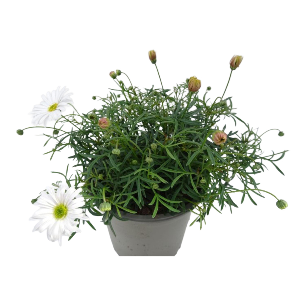 Brachyscome multifida