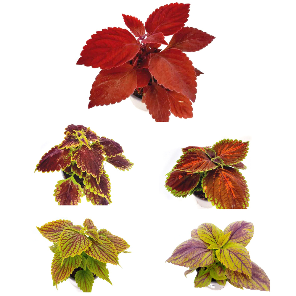coleus blumei