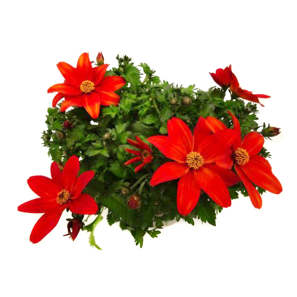 Bidens campfire fire wheel