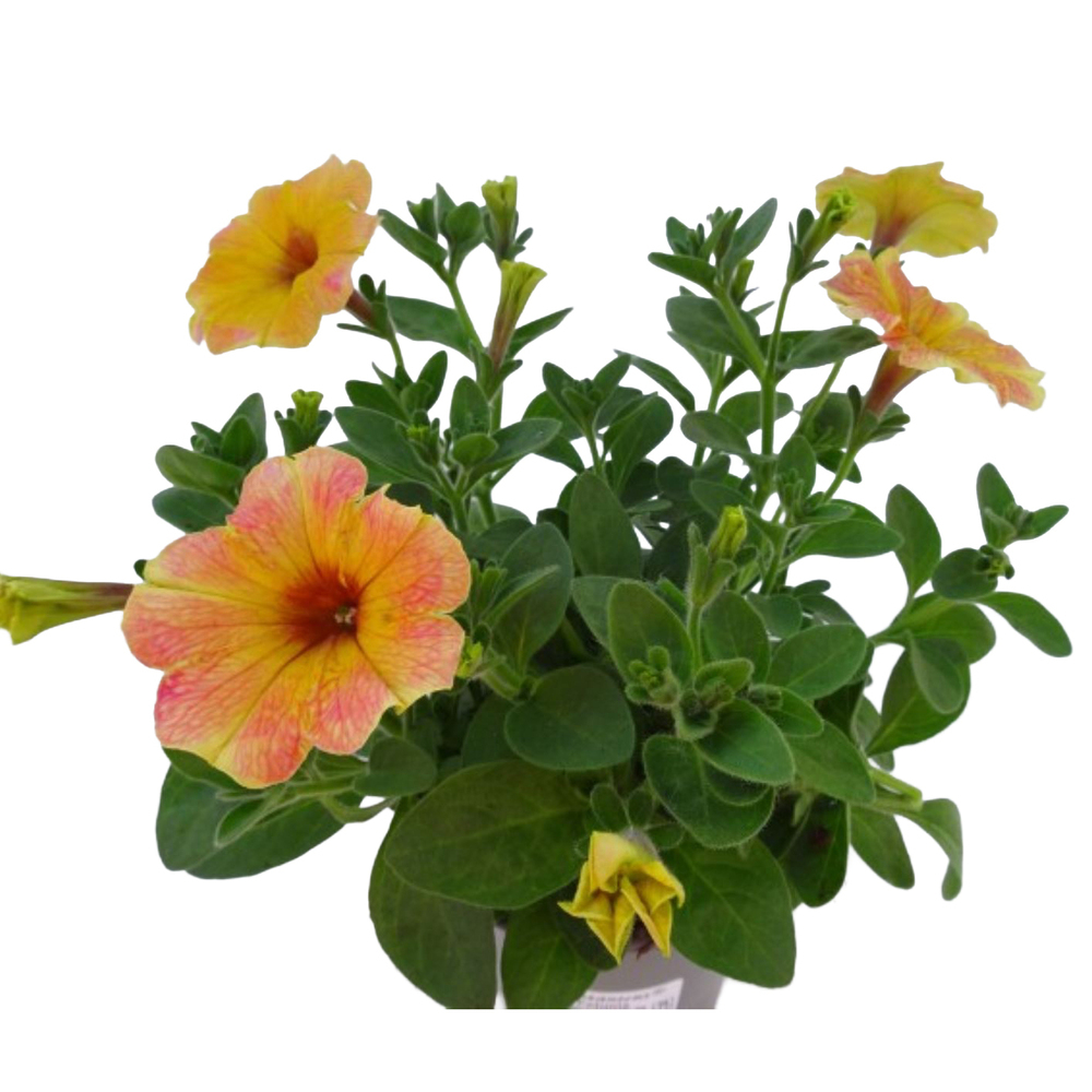 Petunia mango madness