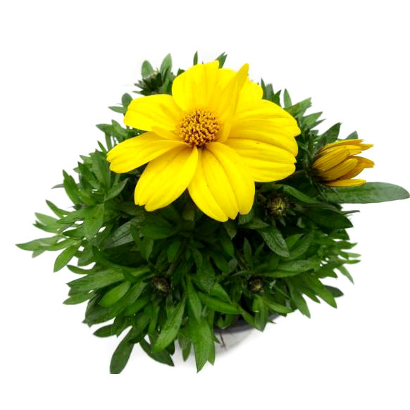 Bidens popstar