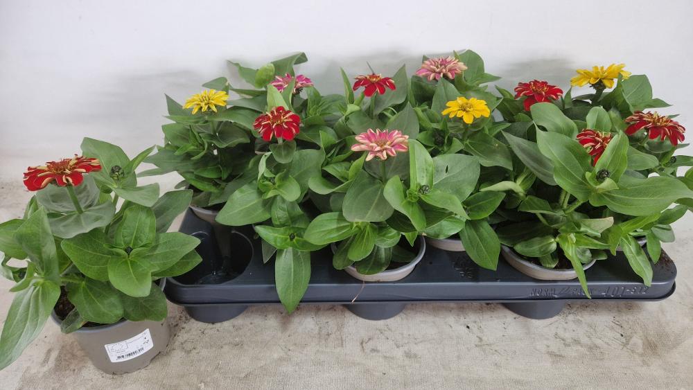 Zinnia