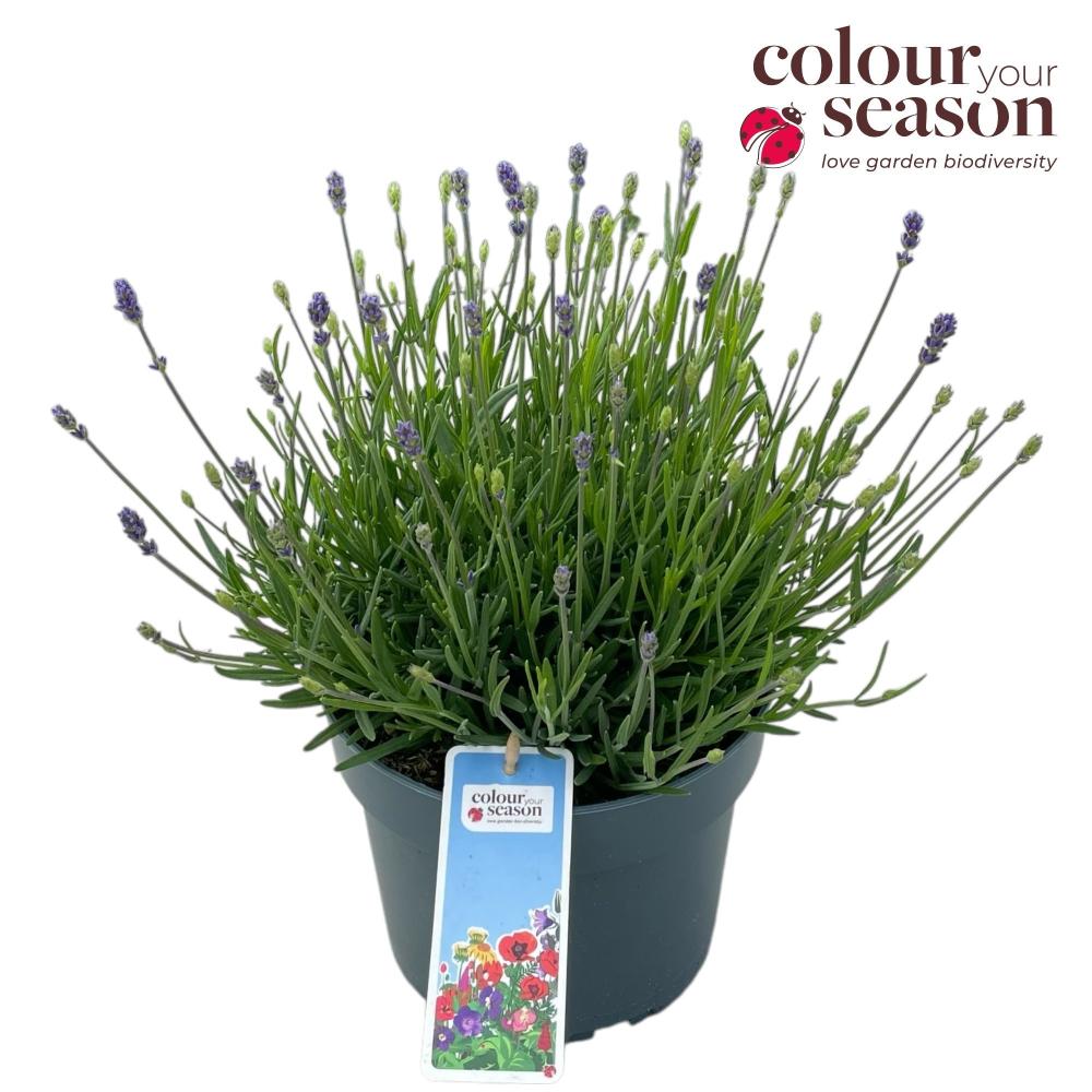 lavandula