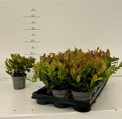 Leucothoe