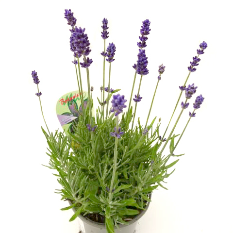Lavandula angustifolia spear blue