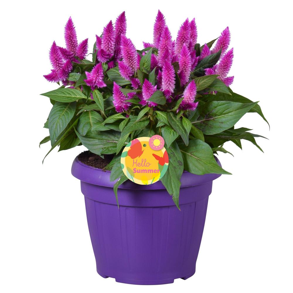 celosia
