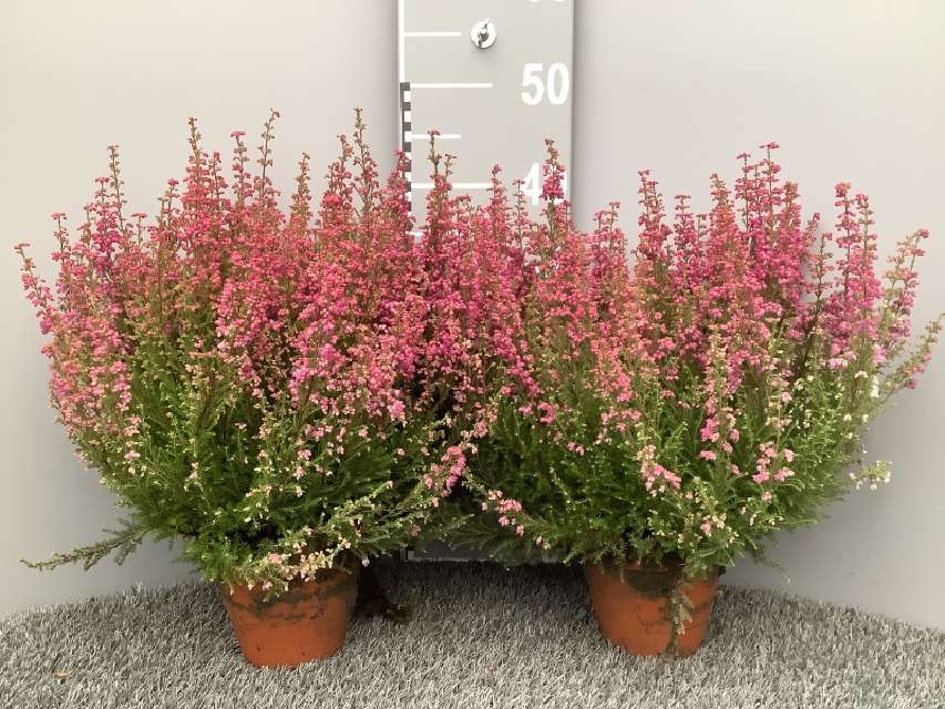 Erica gracilis