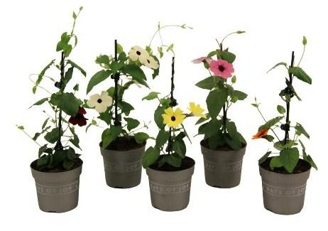 thunbergia
