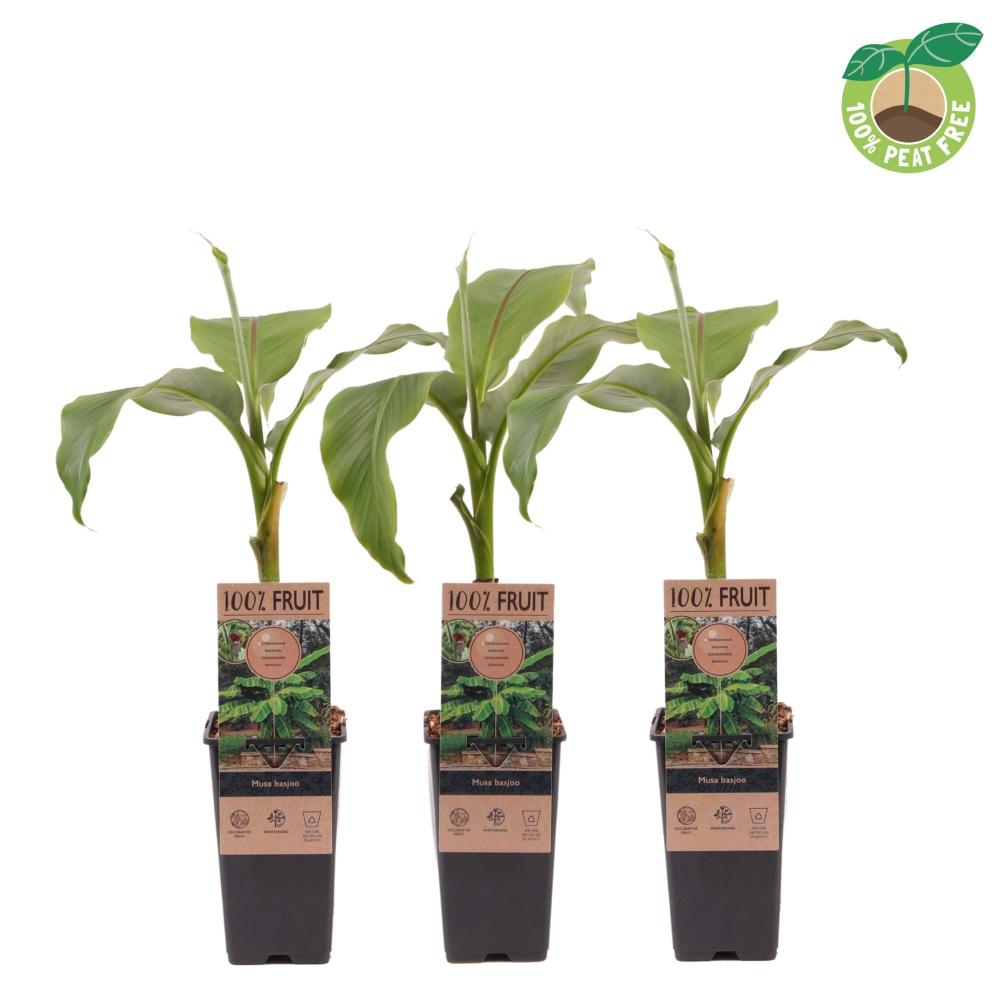musa