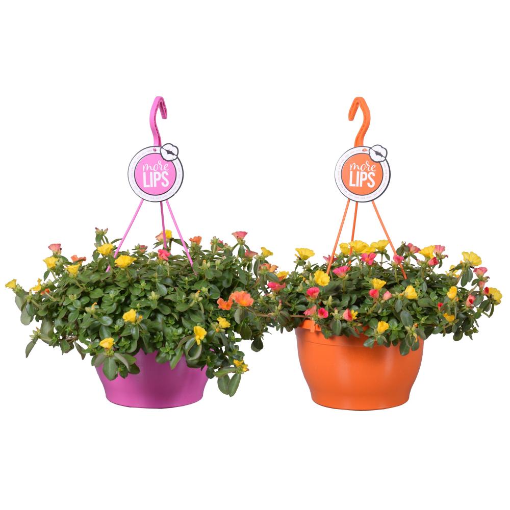 Portulacca