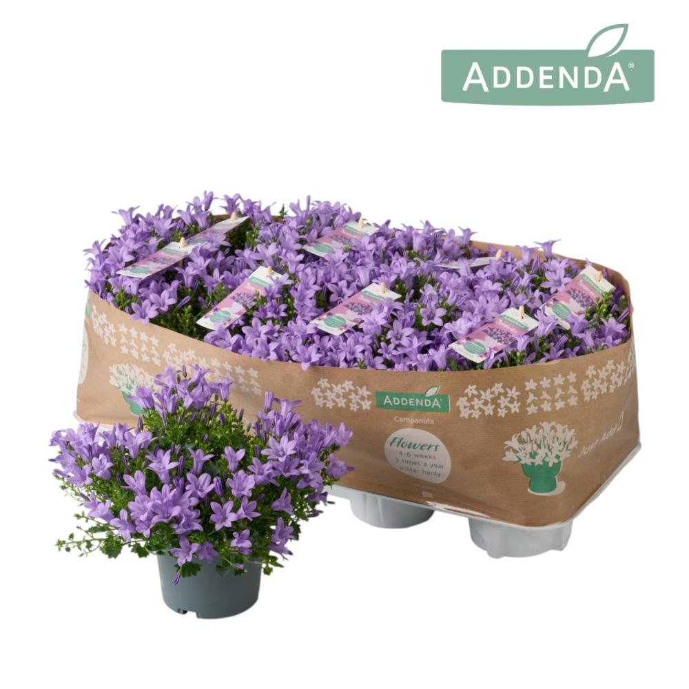 campanula