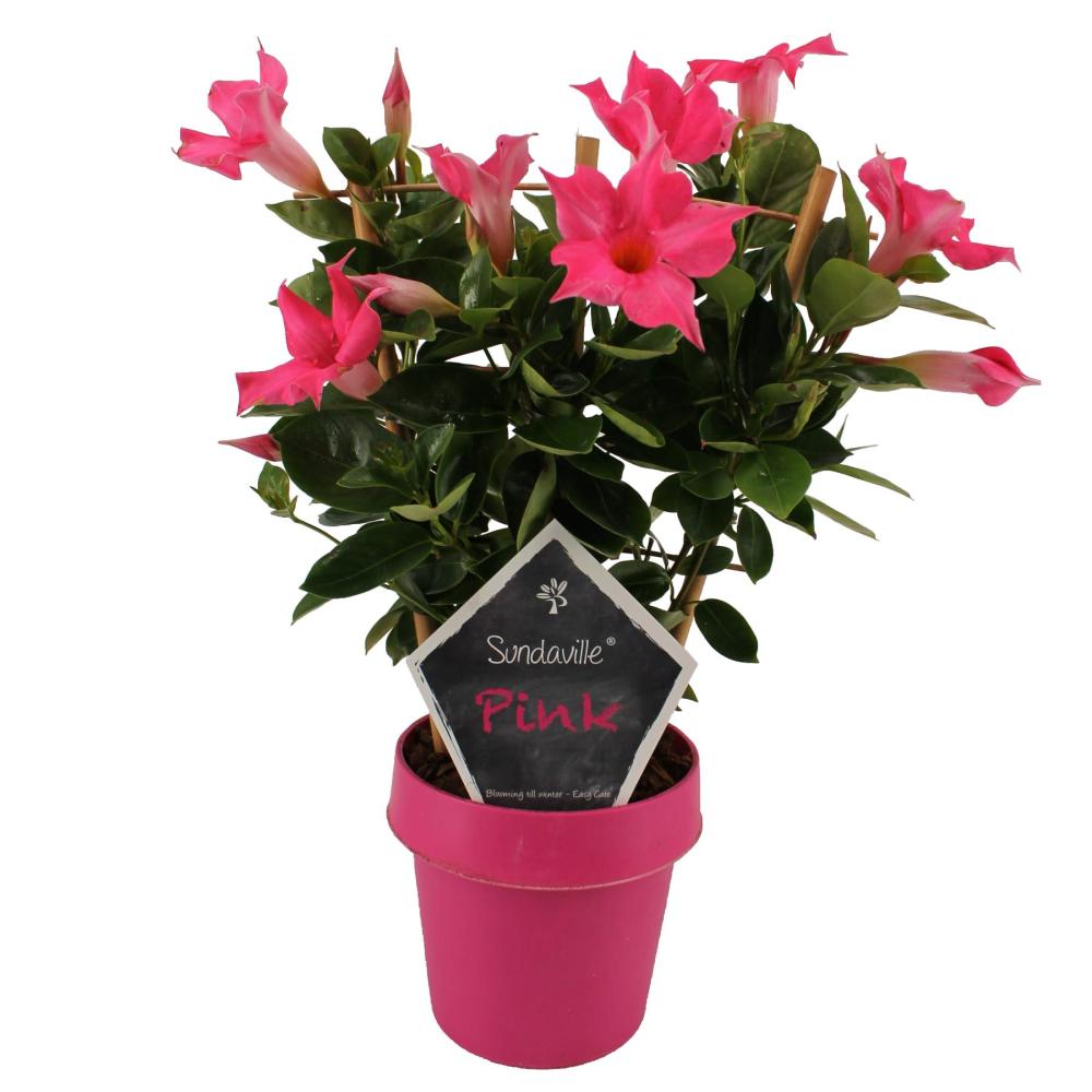 mandevilla-dipladenia
