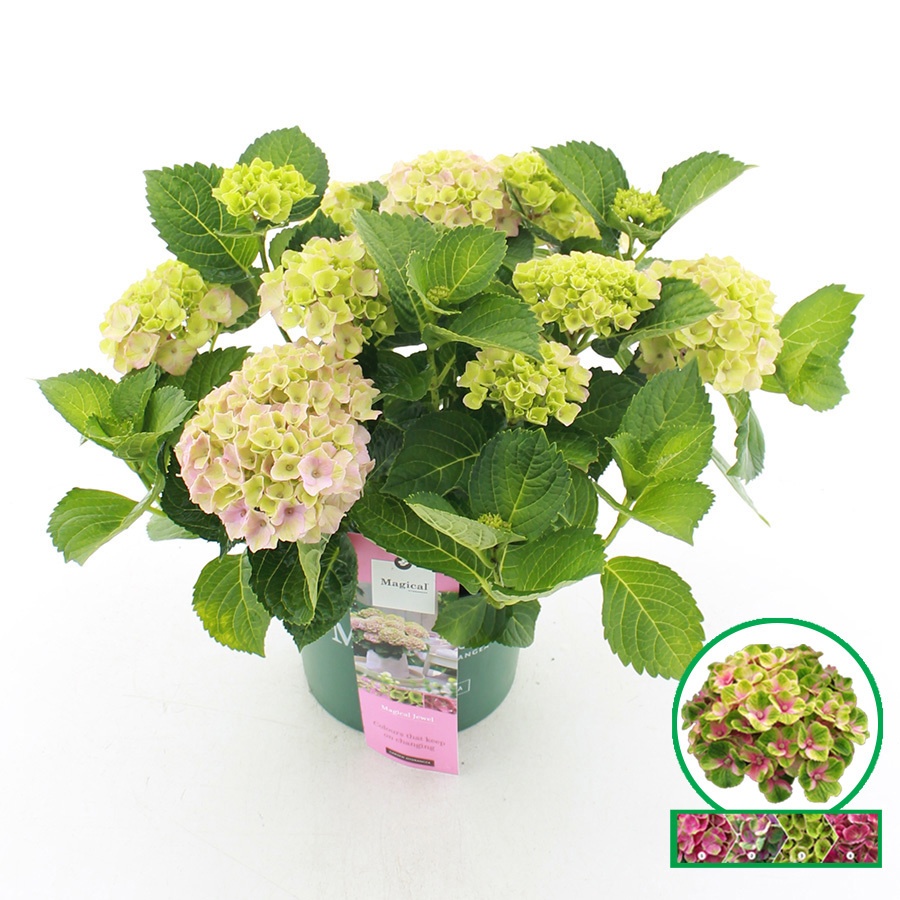 hydrangea