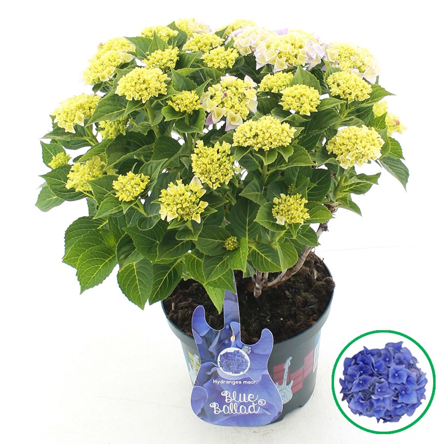 hydrangea